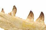 Mosasaur (Prognathodon) Jaw with Ten Teeth - Morocco #259678-2